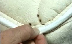 How Do I Search for Bed Bugs?